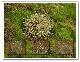 地衣植物 地衣植物