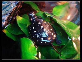 星點水龜 星點水龜