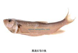 黑龍江馬口魚 黑龍江馬口魚