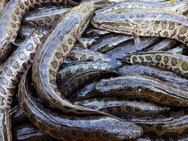 微山湖烏鱧 微山湖烏鱧