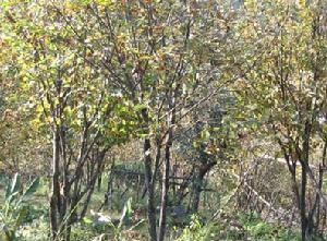 雙河口自然村經果林