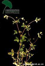 蛇莓委陵菜外觀