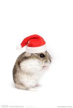 聖誕倉鼠