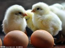 小雞[雞的幼崽]
