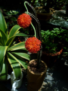 纖花千里光 纖花千里光