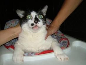 乳黃色斑點貓 乳黃色斑點貓