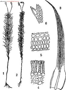 東北小金髮蘚 東北小金髮蘚