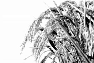 雜交稻“Y兩優2號”