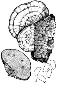 紅貝栓菌 紅貝栓菌