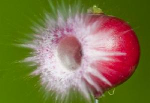 子彈射穿蘿蔔瞬間