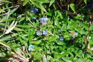 台灣輪葉龍膽 台灣輪葉龍膽