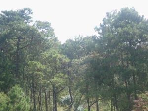 溪登坪自然村 溪登坪自然村