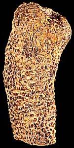 淡水海綿 淡水海綿