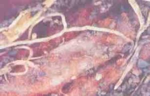 龍柏紫紋羽病 龍柏紫紋羽病