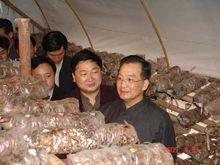 圖1 溫家寶總理視察通江袋料香菇