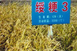 綏粳3 綏粳3