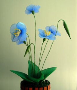 高莖綠絨蒿 高莖綠絨蒿