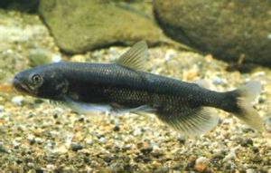 長體油胡瓜魚 長體油胡瓜魚