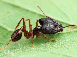 四節大頭蟻屬 四節大頭蟻屬