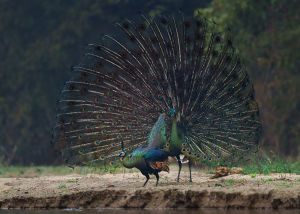 綠孔雀雌雄外觀基本相同