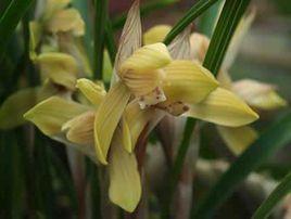 古藺蘭花 古藺蘭花