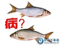 鯉春病毒病 鯉春病毒病