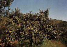 栗[殼斗科栗屬植物]