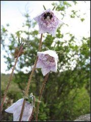 大花黨參 大花黨參
