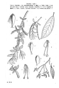 長花柳（原變種）