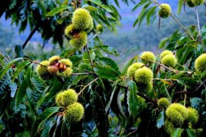 栗鄉風情園 栗鄉風情園
