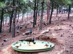 百鳥園景區 百鳥園景區