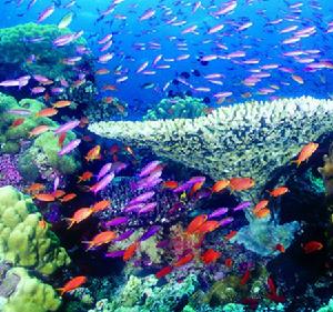 三亞珊瑚礁自然保護區