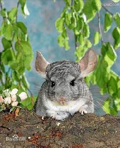 毛絲鼠[毛絲鼠]