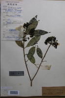 貢山海桐 貢山海桐