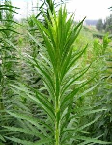 粗糙叉毛蓬 粗糙叉毛蓬