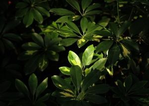 缺刻葉諸葛菜(變種) 缺刻葉諸葛菜(變種)