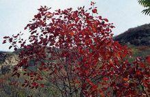 昌平牡羊溝自然風景