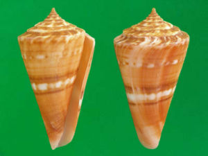 赤沙芋螺 赤沙芋螺