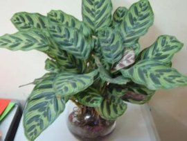 孔雀竹芋 孔雀竹芋