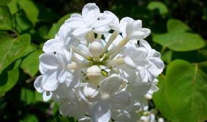 白丁香花 白丁香花