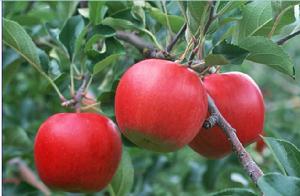 （圖）蘋果[水果]