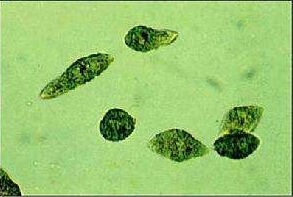 柄裸藻目