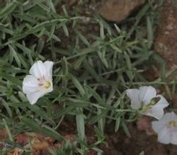 銀灰旋花 銀灰旋花