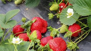 浙江草莓園 浙江草莓園