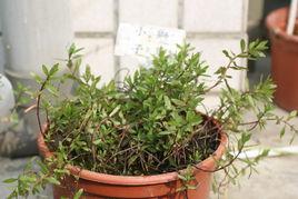 小獅子草 小獅子草