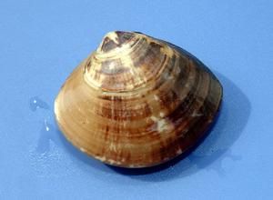 中國綠螂 中國綠螂