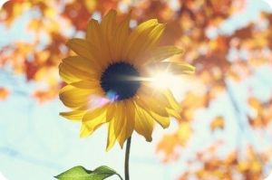 金向日葵 金向日葵