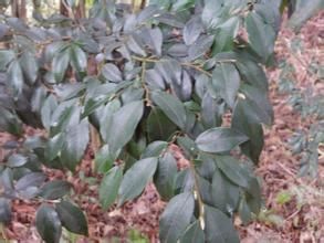 膜萼離蕊茶 膜萼離蕊茶