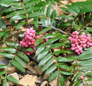 賓川花楸 賓川花楸