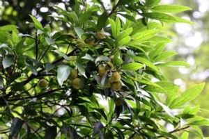 薄果猴歡喜 薄果猴歡喜